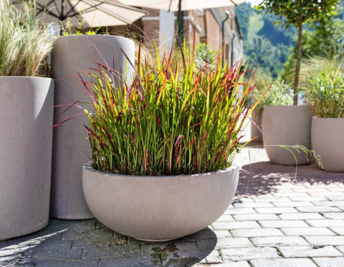 Imperáta cylindrická ´Red Baron´ 9x9