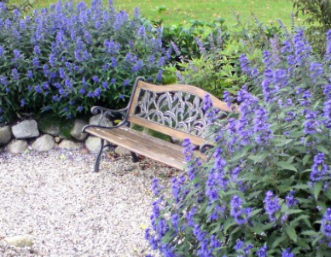 Bradavec klandonský "HEAVENLY BLUE" 2,5l