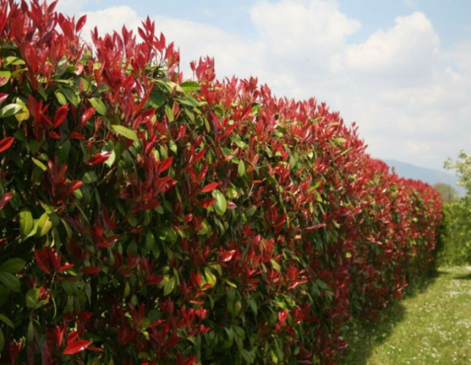 Červienka ´Red Robin´ stena 110x100cm