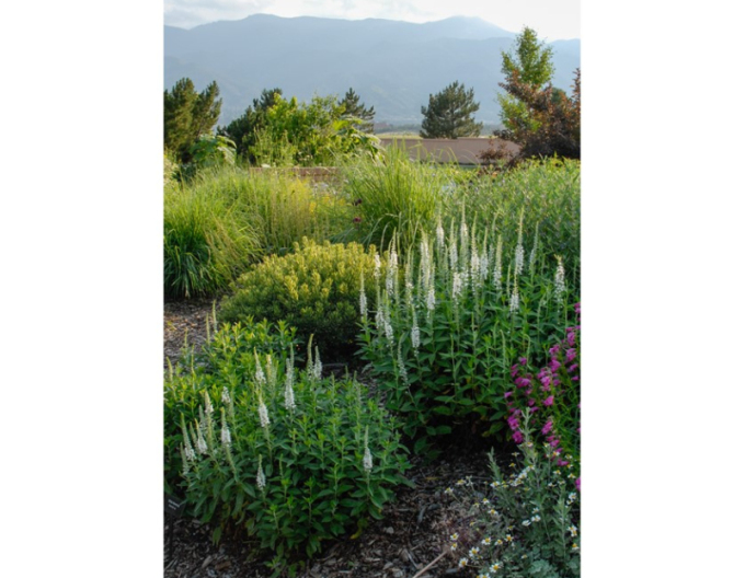 Veronika klasnatá ´Icicle´