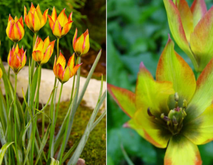 Tulipán ´Orphanidea Flava´