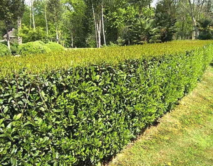 Vavrínovec portugalský ´Angustifolia´