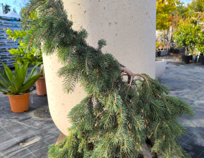 Smrek biely ´The Blues´