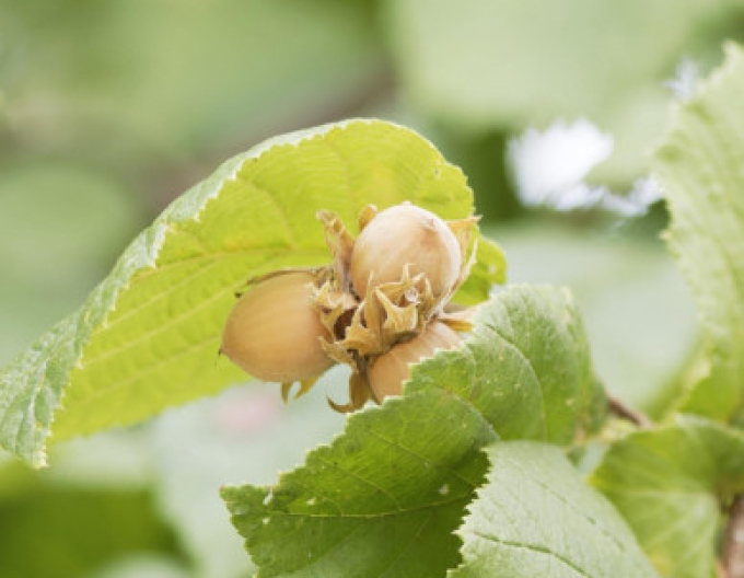 Lieska Obyčajná ´Segorbe´, kont. 35l