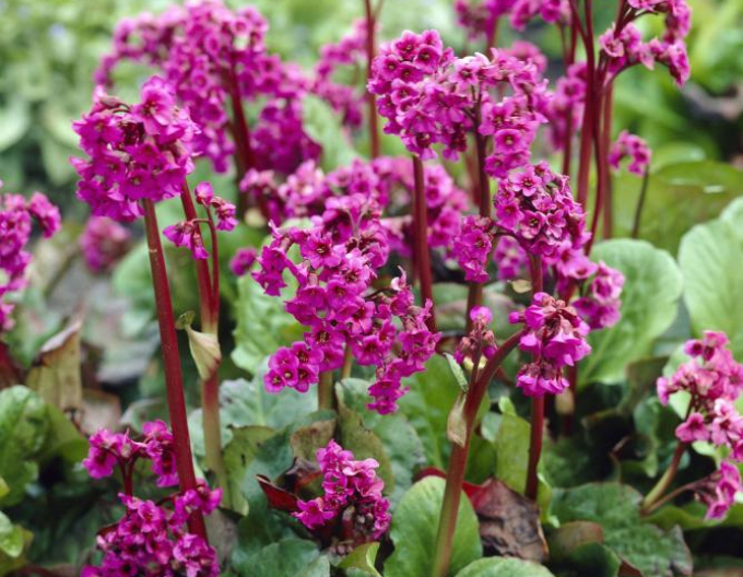 Bergenia ´Rotblum´