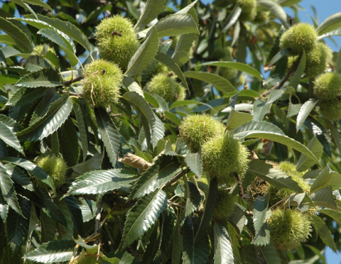 Gaštan jedlý  ´Markus´