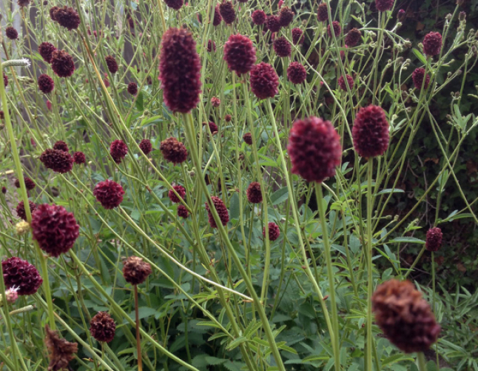 Krvavec ´Red Thunder´