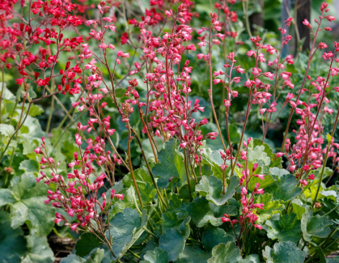 Heuchera  ´Ruby Bells´´
