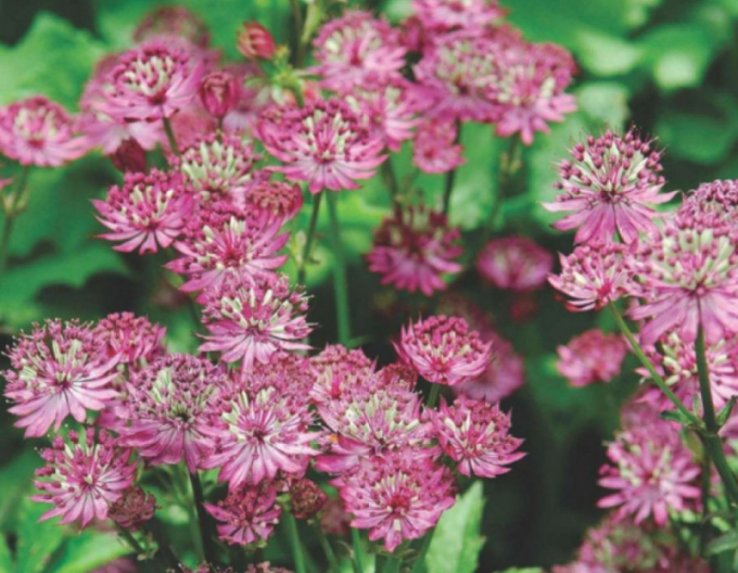 Jarmanka väčšia ´Rosensinfonie´