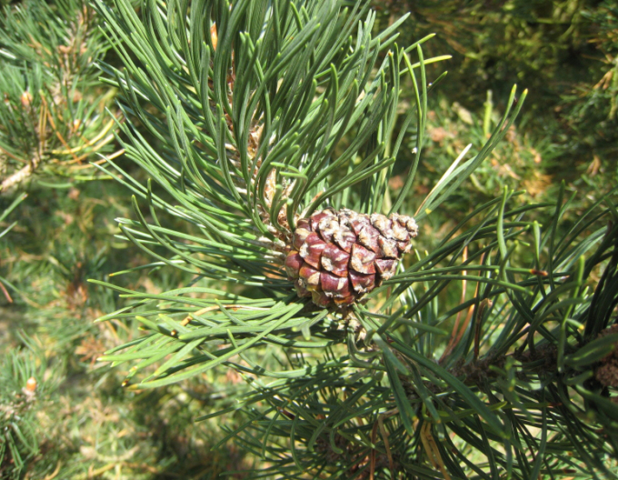 Borovica pyrenejská  40 - 50cm