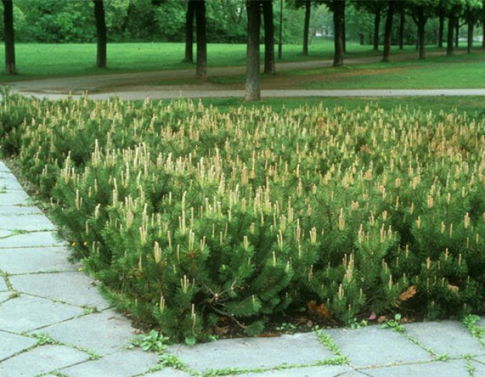 Borovica pyrenejská  40 - 50cm