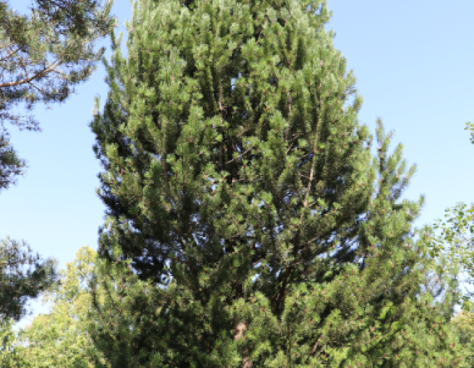 Borovica pyrenejská  70 - 100cm