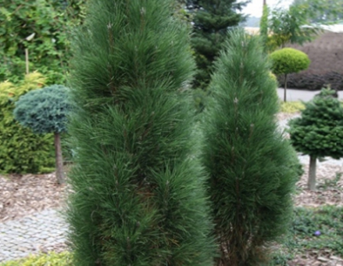 Borovica čierna ’ Zimmer II ’ na kmienku