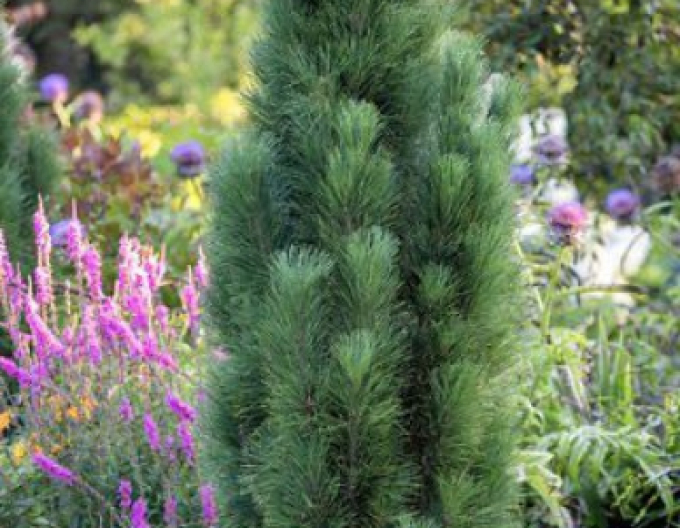 Borovica čierna ’ Zimmer II ’ na kmienku