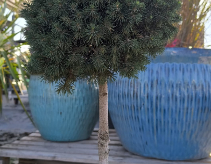 Smrek obyčajný ´Tompa´ na kmienku