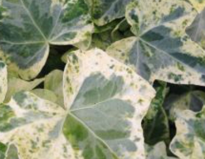 Brečtan popínavý ´Marmorata´