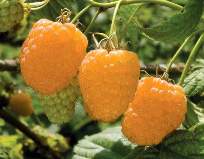 Malina žltá ´Valentina´ stálorodiaca