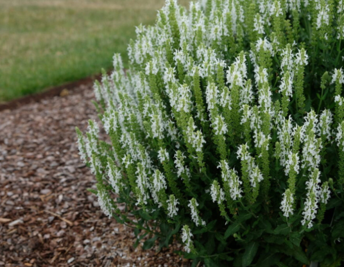 Šalvia hájna ´Schneehugel´