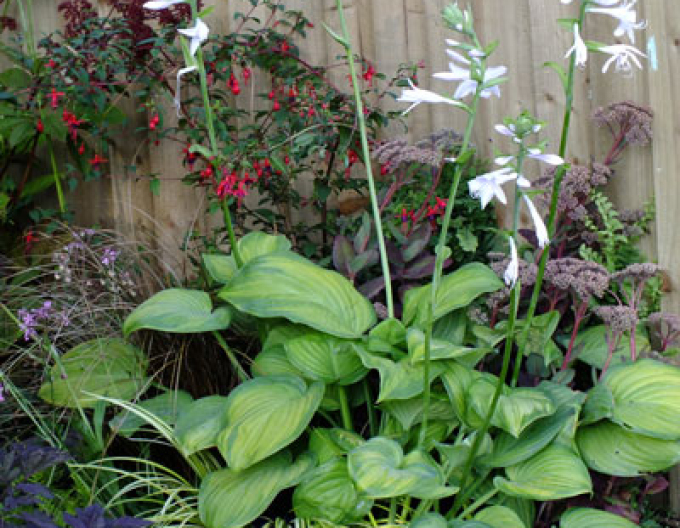 Hosta  ´Guacamole´
