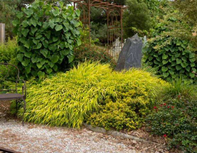 Rákosovka japonská ´Sunflare´