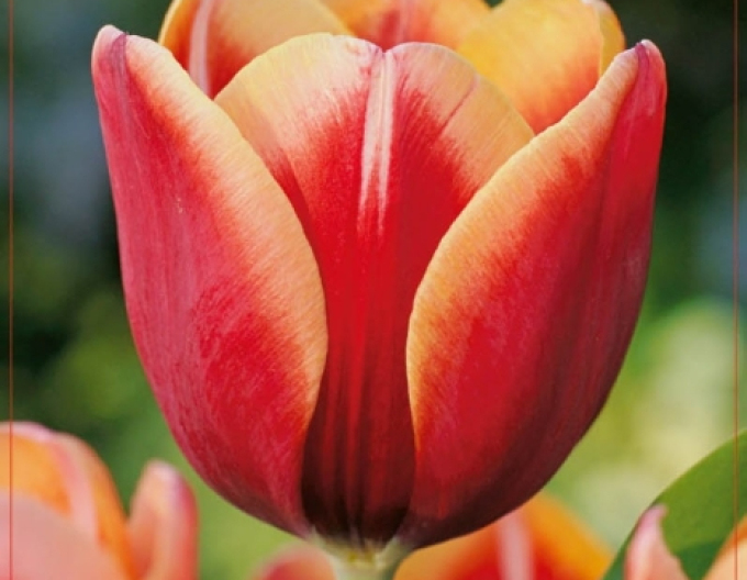 Tulipán ´Tennesse´