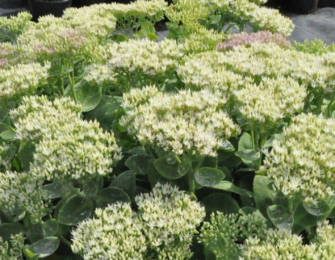 Rozchodník nádherný ’Stardust’