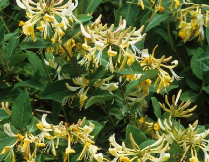 Zemolez ovíjavý ´Graham Thomas´