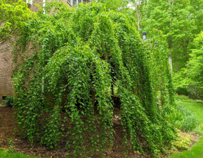 Cercidovník japonský