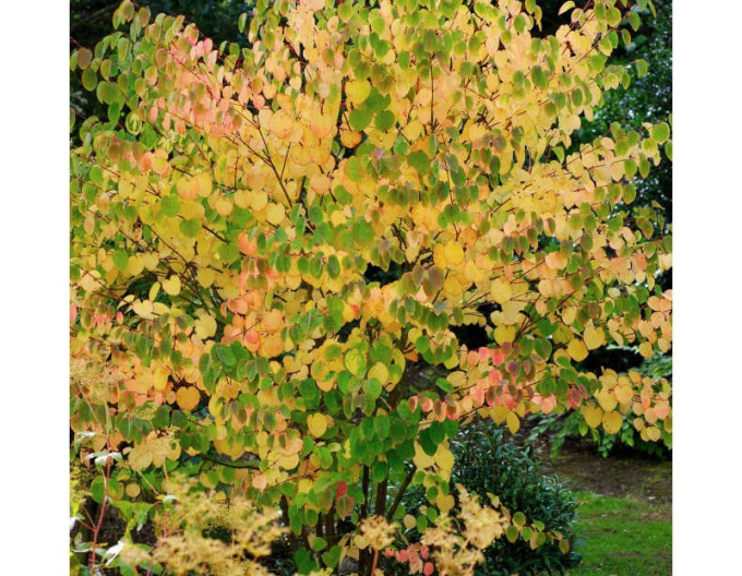 Cercidovník japonský