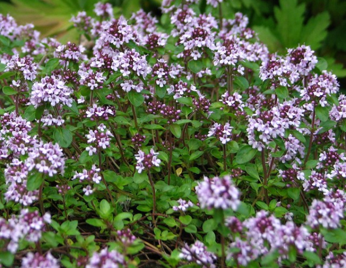Materina dúška - dúška tymianová