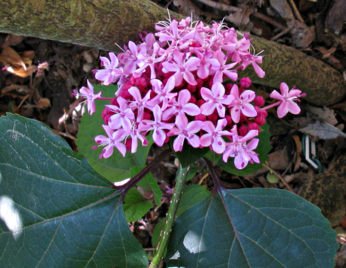 Blahoker  - Klerodendron Bungeov