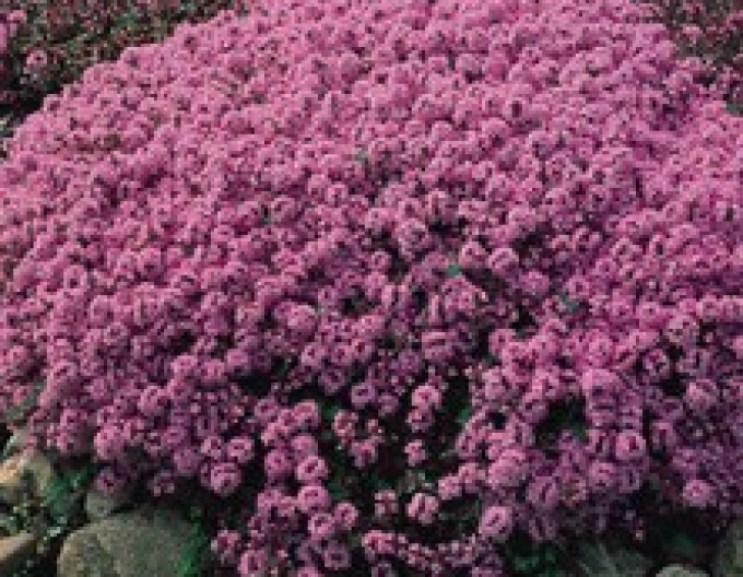 Materina dúška - dúška tymianová