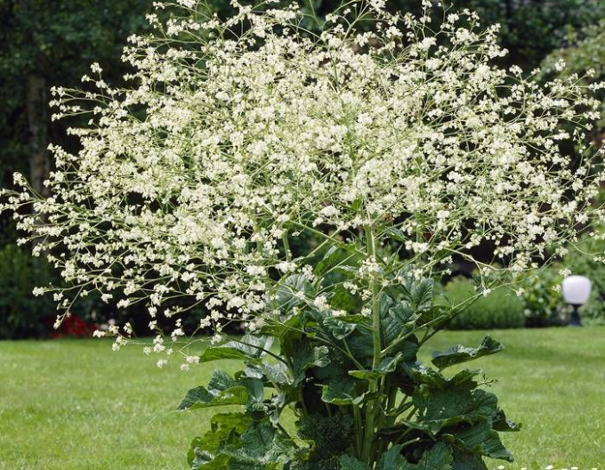 Katran - Crambe cordifolia