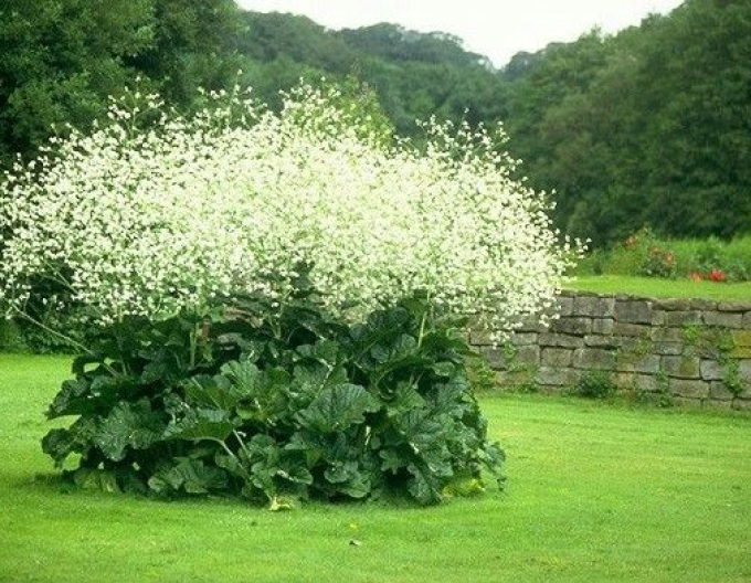 Katran - Crambe cordifolia