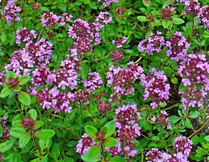 Materina dúška - dúška tymianová