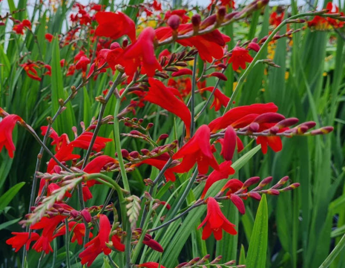 Montbrécia - Crocosmia ’Emberglow’