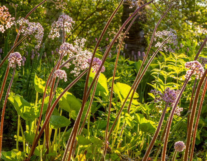 Darmera štítnatá - indiánska rebarbora