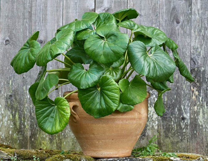 Farfugium japonský ´Giganteum´