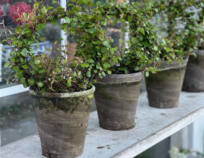 Muhlenbeckia axillaris