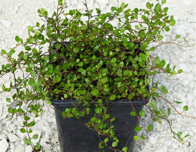 Muhlenbeckia axillaris