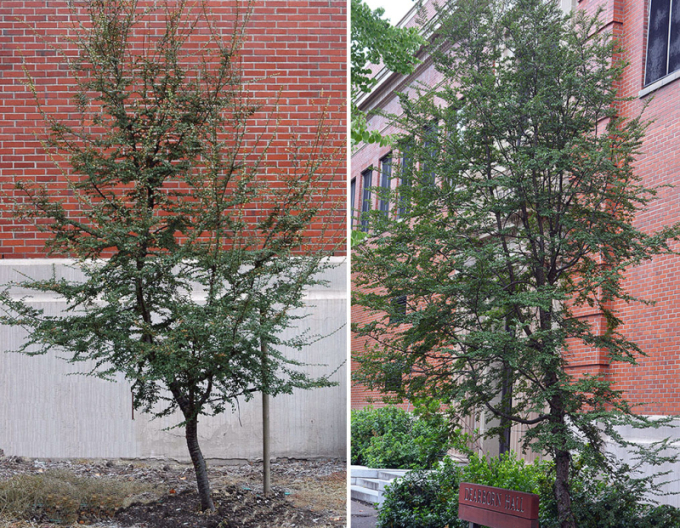 Pabuk antarktický - Nothofagus antarctica