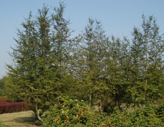 Pabuk antarktický - Nothofagus antarctica