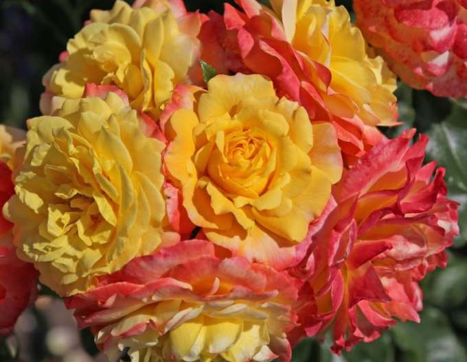 Ruža ´Rose der Hoffnung´