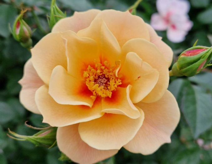 Ruža ´See You in Apricot´