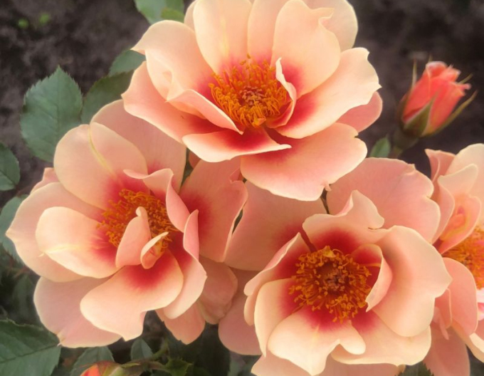 Ruža ´See You in Apricot´