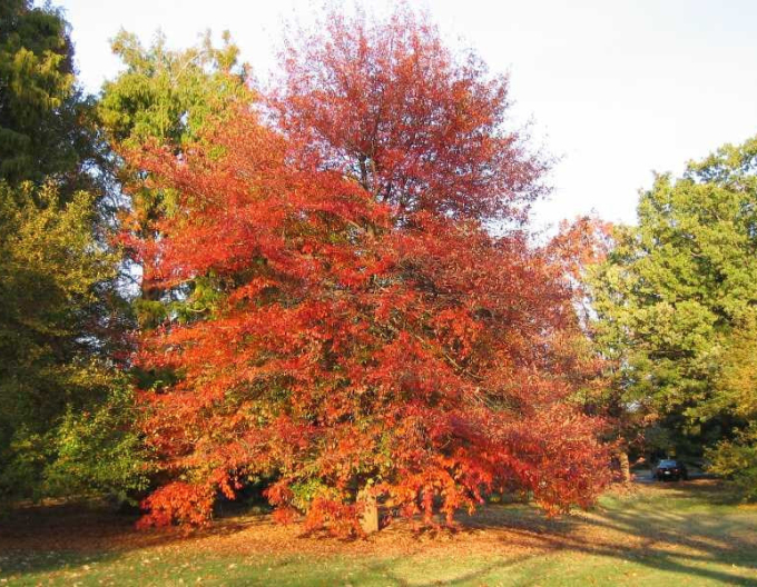 Tupelo lesné  - Nyssa sylvatica