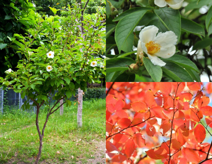 Stewartia kaméliovitá