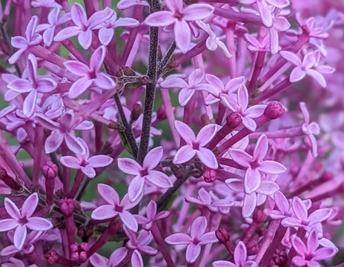 Orgován ´Dark Purple´ na kmienku