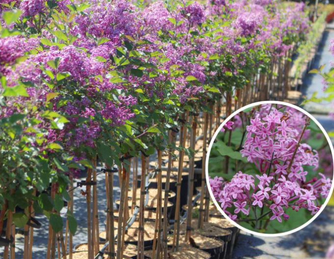 Orgován ´Dark Purple´ na kmienku