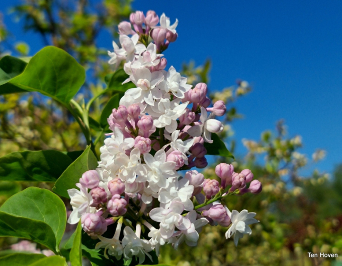 Orgován ´Beauty of Moscow´ na kmienku